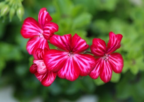 close up of Pelargonium peltatum