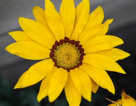 close up of Gazania rigens flower, sometimes called treasure flower, blooming in spring in the garden