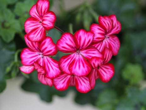 close up of Pelargonium peltatum