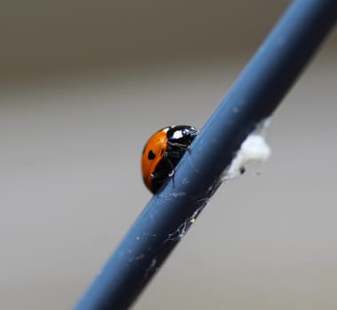 close up of seven-spot ladybird on leaf