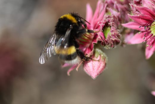 close up of buff tailed bumblebee in garden