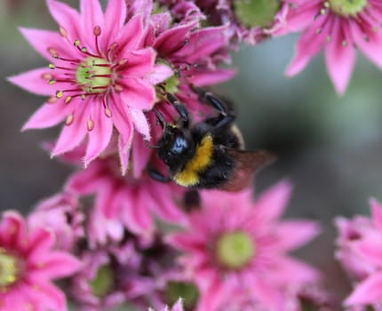 close up of buff tailed bumblebee in garden