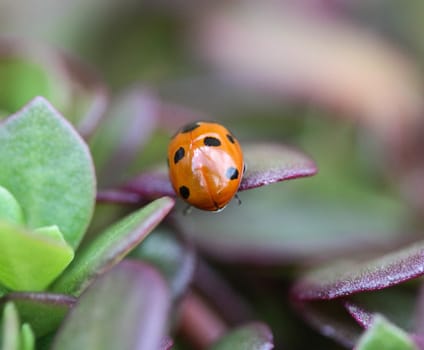 close up of seven-spot ladybird on leaf