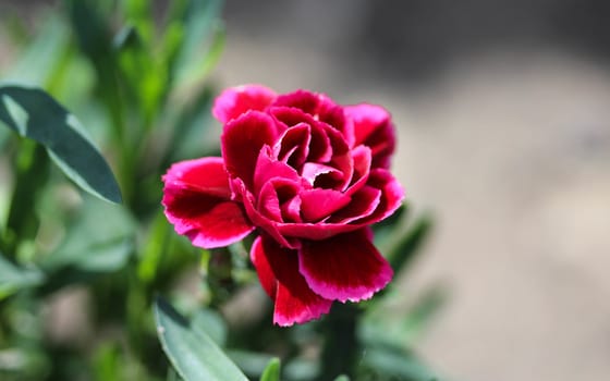 close up of Dianthus caryophyllus, commonly known as the carnation or clove pink, is a species of Dianthus. This flower is blooming in spring in a garden