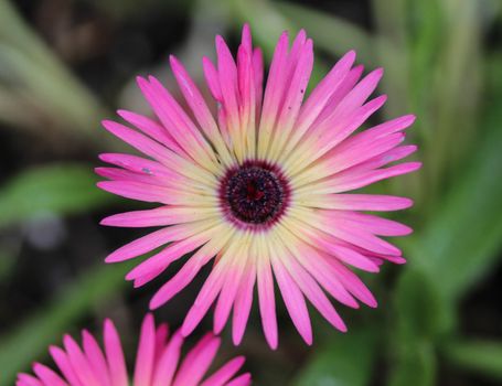 close up of Cleretum bellidiforme, commonly called Livingstone daisy or Bokbaaivygie, blooming in spring in the garden