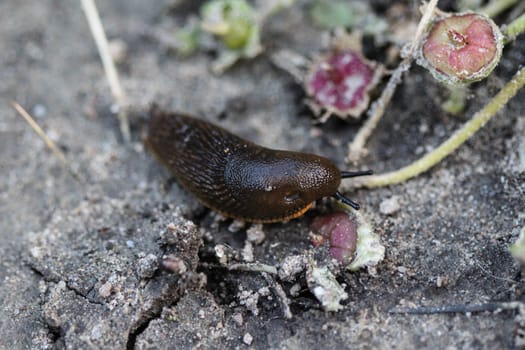 close up of black slug (Arion ater)