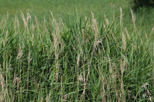 close up of common reed