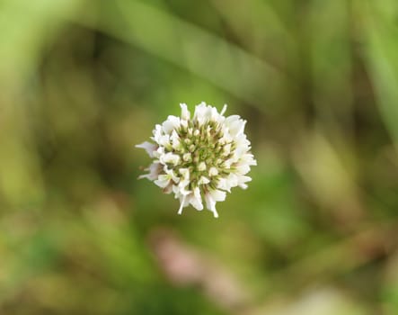 close up of Trifolium repens, also know as the white clover, Dutch clover, Ladino clover, or Ladino, blooming in spring