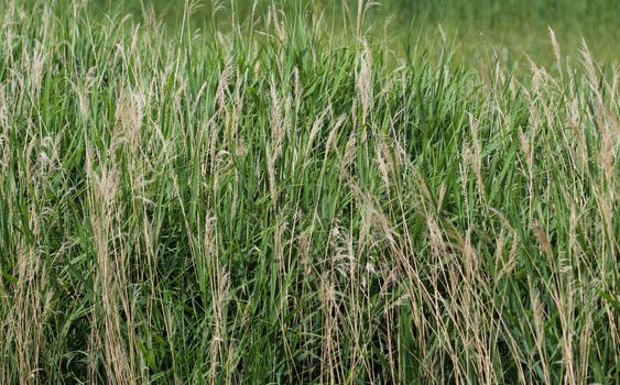 close up of common reed