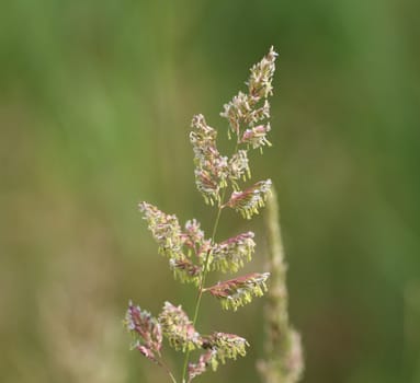 close up of reed canary grass