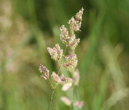 close up of reed canary grass