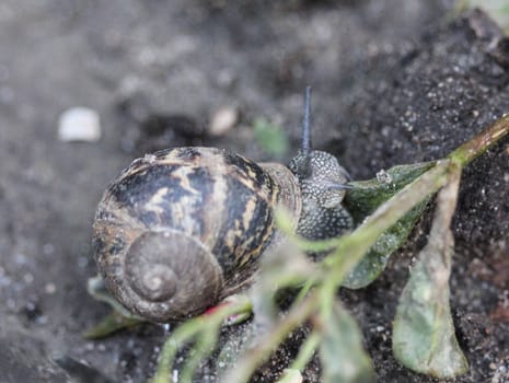 close up of garden snail