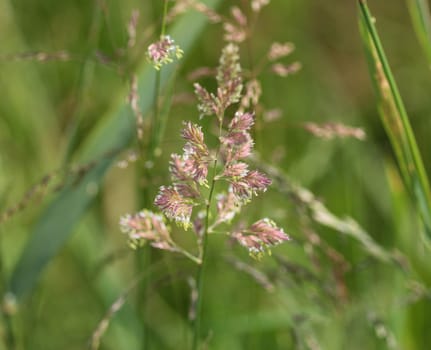 close up of reed canary grass