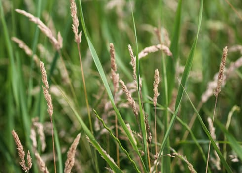 close up of Yorkshire fog grass