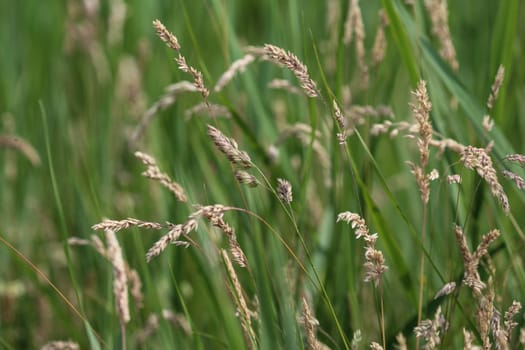 close up of Yorkshire fog grass