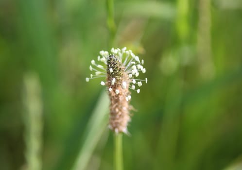 Close up of ribwort plantain in field