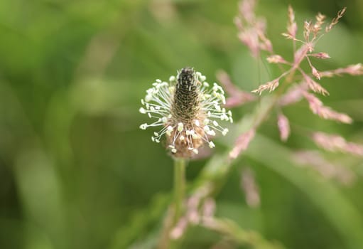 Close up of ribwort plantain in field