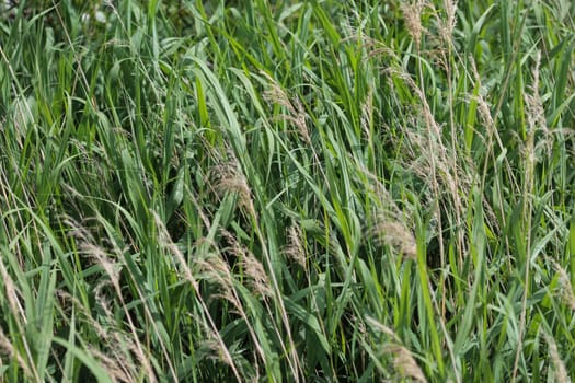close up of common reed