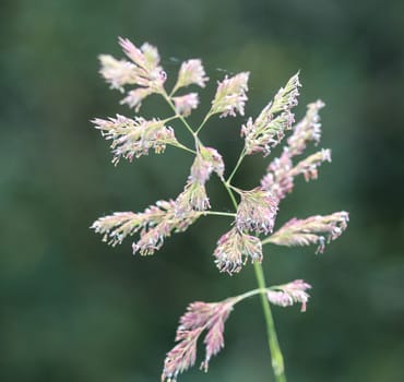 close up of reed canary grass