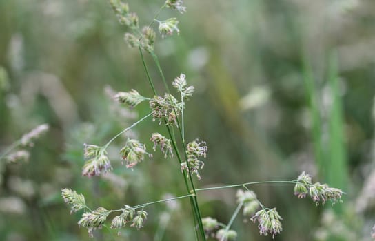 close up of cock's foot grass