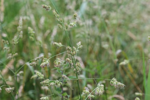 close up of cock's foot grass