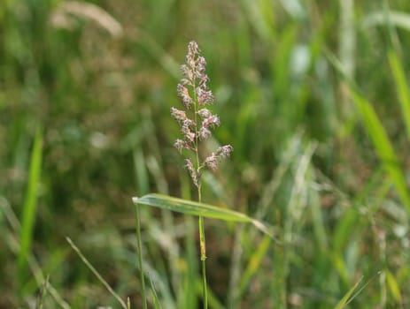 close up of reed canary grass