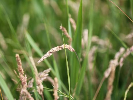 close up of Yorkshire fog grass