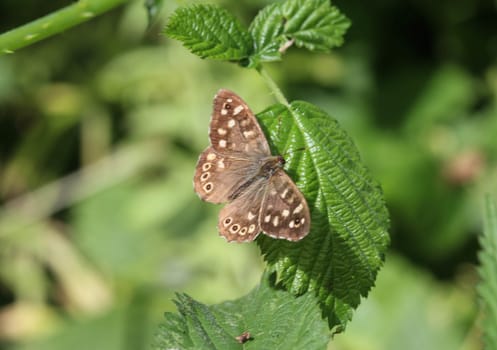 close up of speckled wood (Pararge aegeria), sitting on a leaf