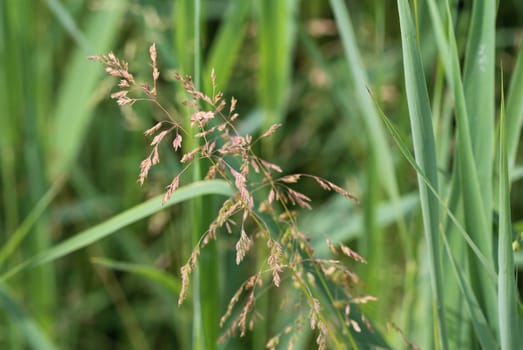 close up of Kentucky bluegrass