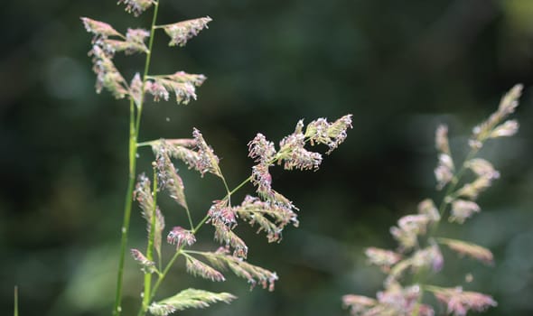 close up of reed canary grass