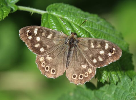 close up of speckled wood (Pararge aegeria), sitting on a leaf