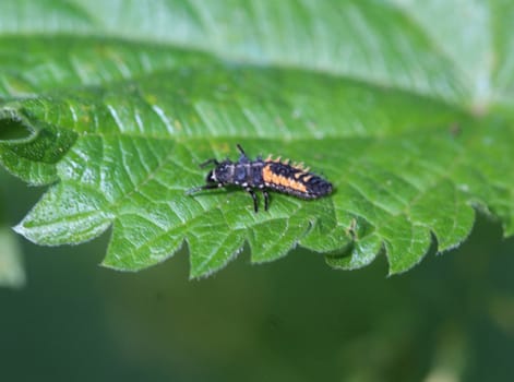 close up of ladybug larvae on a leaf