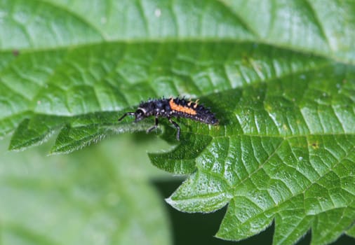 close up of ladybug larvae on a leaf