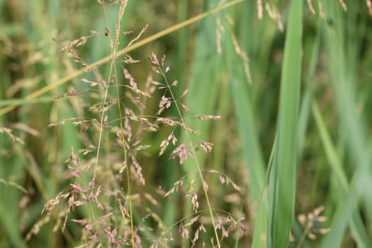 close up of Kentucky bluegrass