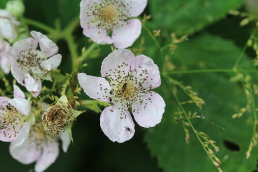 Close up of Blackberry flower, Rubus fruticosus, blooming in spring