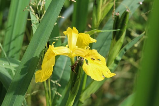 close up of Iris pseudacorus