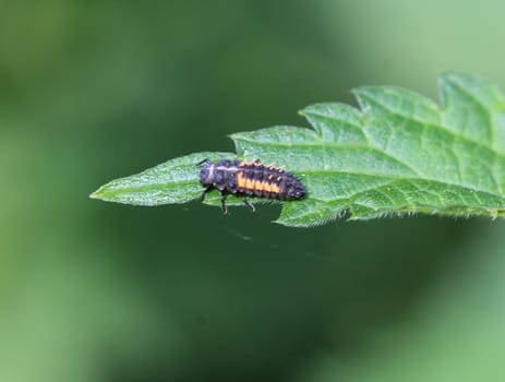 close up of ladybug larvae on a leaf