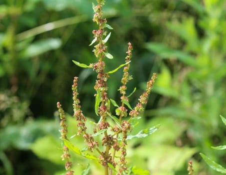 close up of bitter dock flower