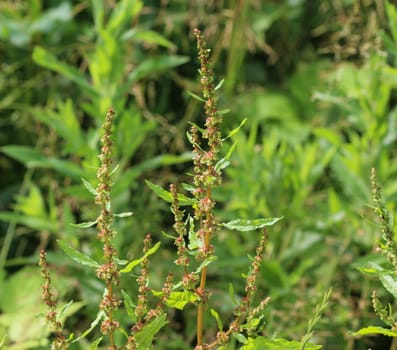 close up of bitter dock flower