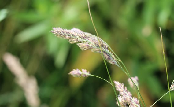 close up of cock's foot grass