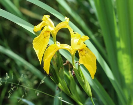 close up of Iris pseudacorus