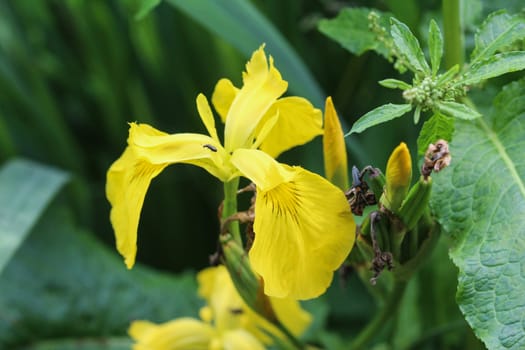 close up of Iris pseudacorus