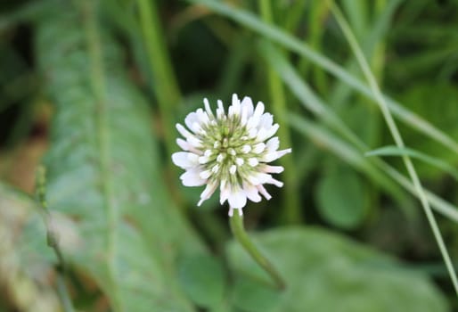 close up of Trifolium repens, also know as the white clover, Dutch clover, Ladino clover, or Ladino, blooming in spring