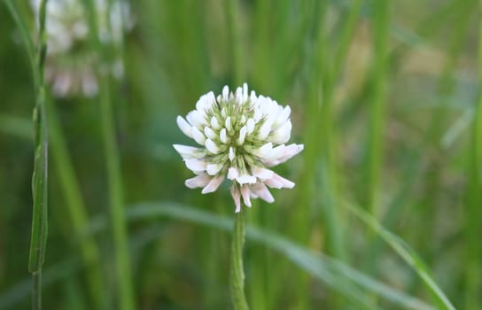 close up of Trifolium repens, also know as the white clover, Dutch clover, Ladino clover, or Ladino, blooming in spring