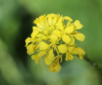 close up of Brassica nigra, the black mustard, blooming in spring