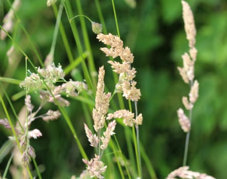 close up of cock's foot grass