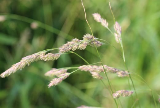 close up of cock's foot grass