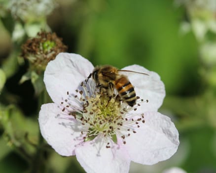 closeup of western honey bee