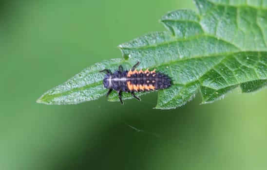close up of ladybug larvae on a leaf