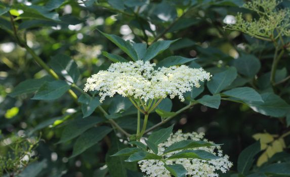 close up of Sambucus flower bush, also known as elder, elderberry, black elder, European elder, European elderberry and European black elderberry. Blooming during spring